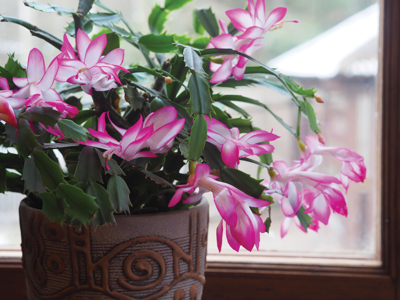 Schlumbergera